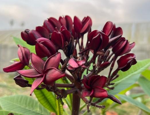 鸡蛋花修剪方法 鸡蛋花修剪方法