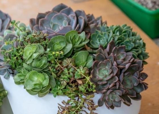 室內種植石蓮花