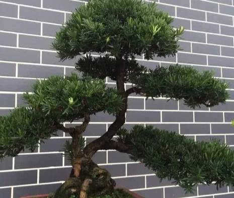 罗汉松塑形方法 罗汉松塑形方法