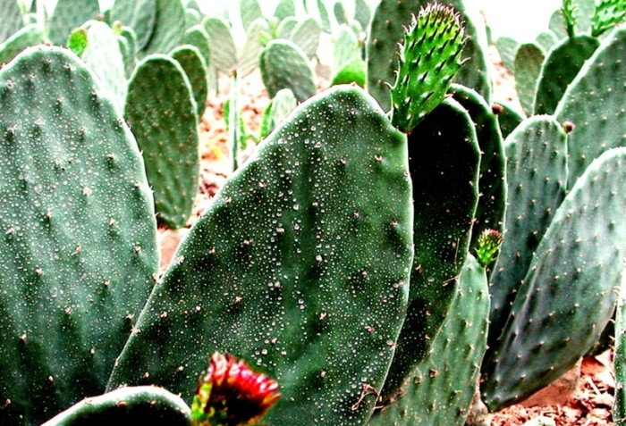 仙人掌死亡原因 仙人掌死亡原因