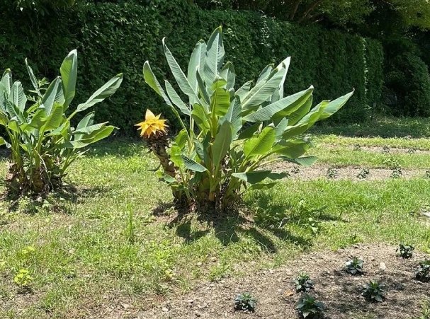 天堂鳥開花條件