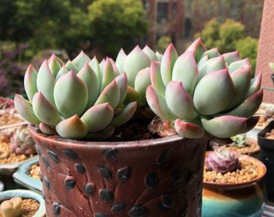 多肉植物養護 多肉植物養護