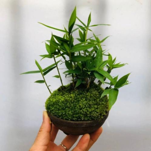 台灣觀賞竹 台灣觀賞竹