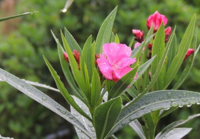 勒杜鵑毒性 勒杜鵑毒性