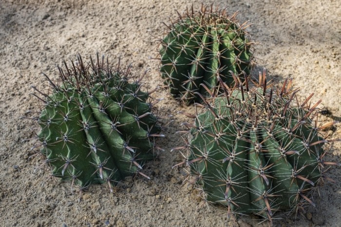 多肉植物病害防治