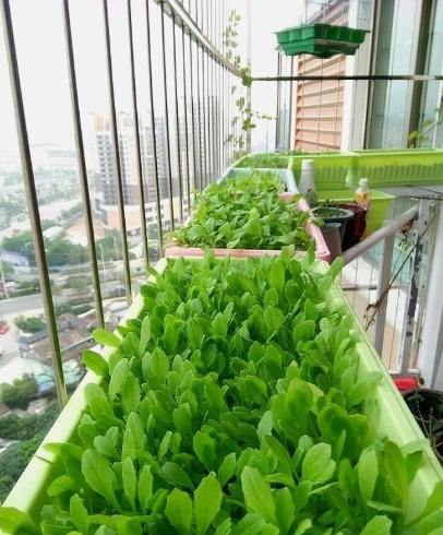 陽台種菜入門