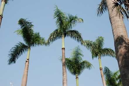 椰子樹修剪時機