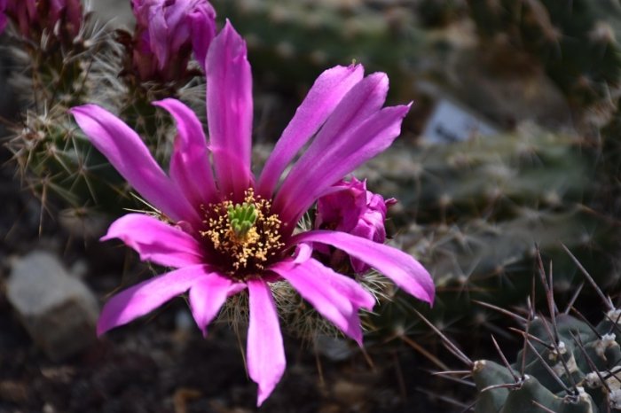 仙人掌風水 仙人掌風水