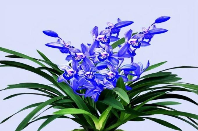 蘭花落花原因 蘭花落花原因