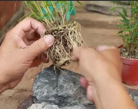 種竹子時間 種竹子時間