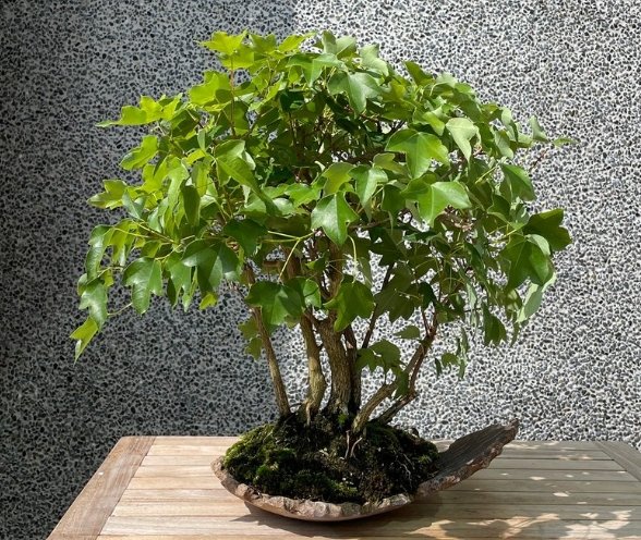 盆栽剃葉技巧 盆栽剃葉技巧