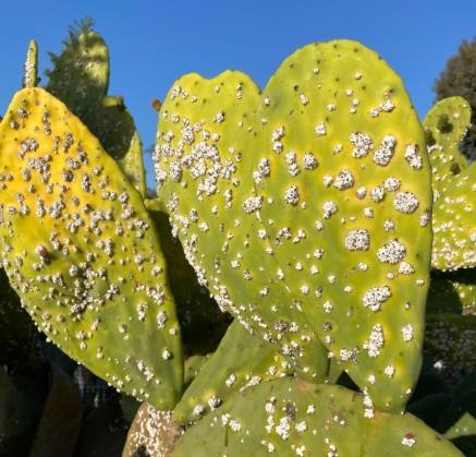 仙人掌黑斑治療 仙人掌黑斑治療