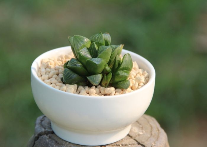 多肉植物組合 多肉植物組合