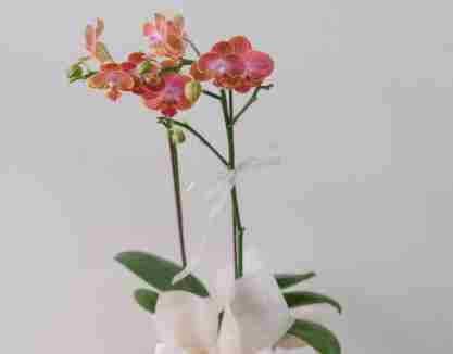 辦公室綠化 辦公室綠化