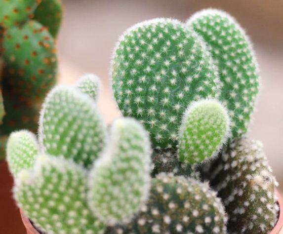 仙人掌護理