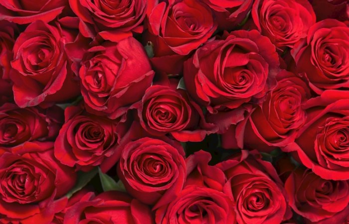 玫瑰黑斑病 玫瑰黑斑病