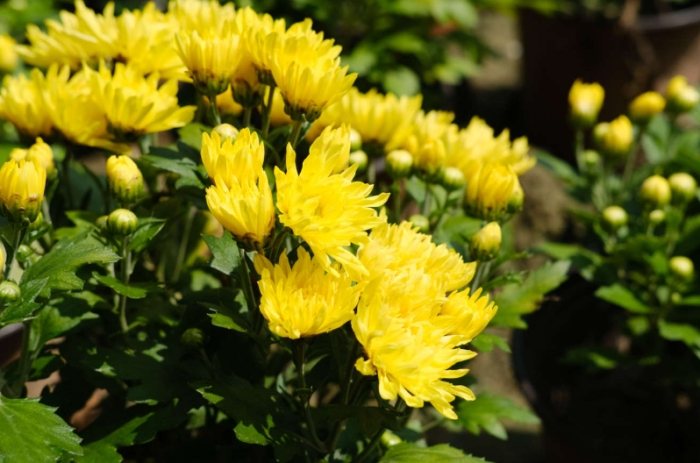 菊花景点 菊花景点