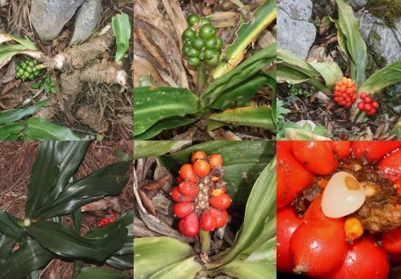 万年青养护 万年青养护