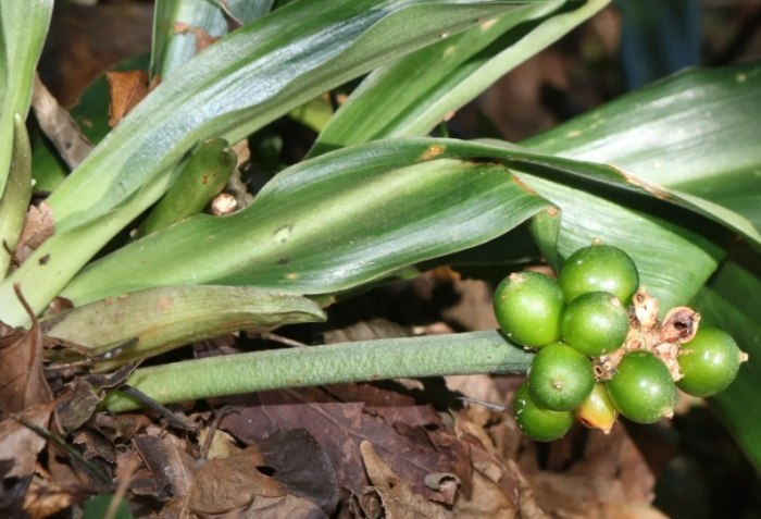 室内植物种植 室内植物种植