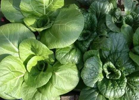 容易種植的蔬菜