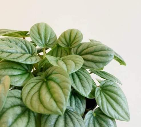 金璽美鐵芋養護 金璽美鐵芋養護