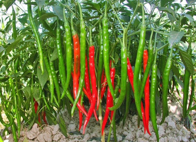 辣椒施肥技巧 辣椒施肥技巧