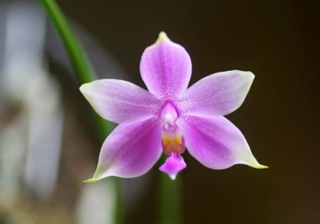 蘭花落花處理 蘭花落花處理