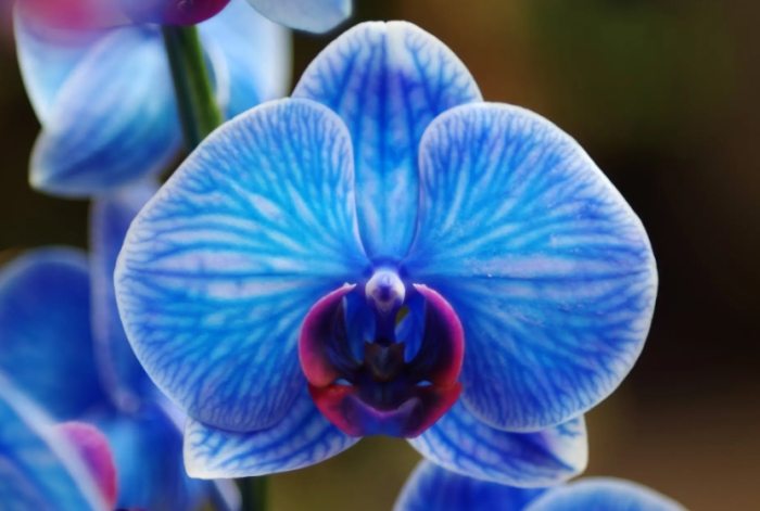 室內蘭花照顧 室內蘭花照顧