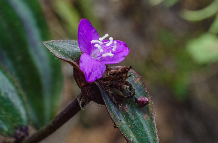 紫背鴨跖草養護