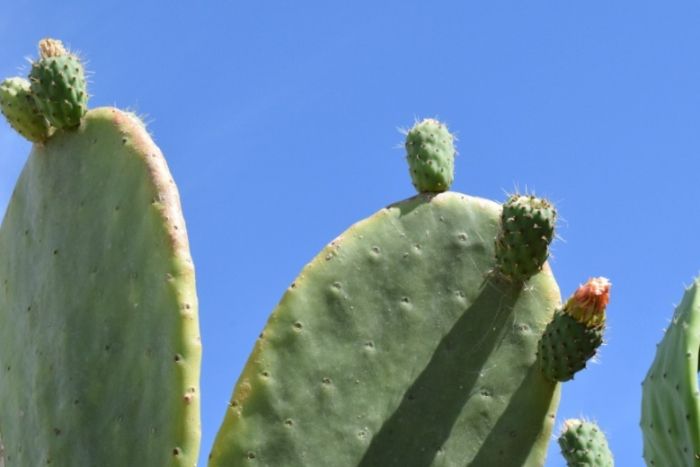 仙人掌種植方法 仙人掌種植方法