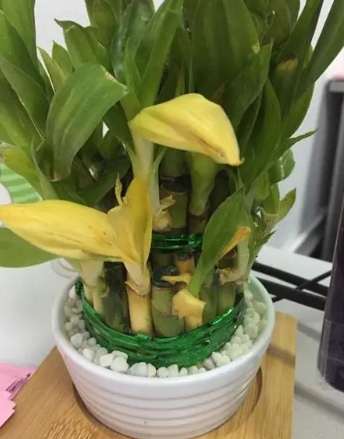 富貴竹養護方法 富貴竹養護方法