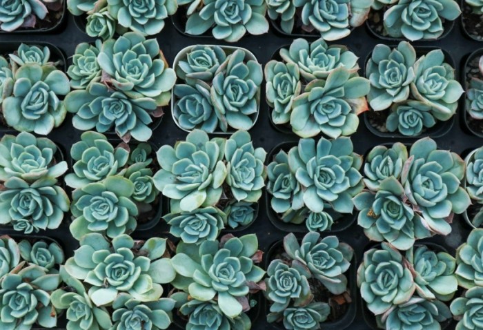 多肉植物土壤配方