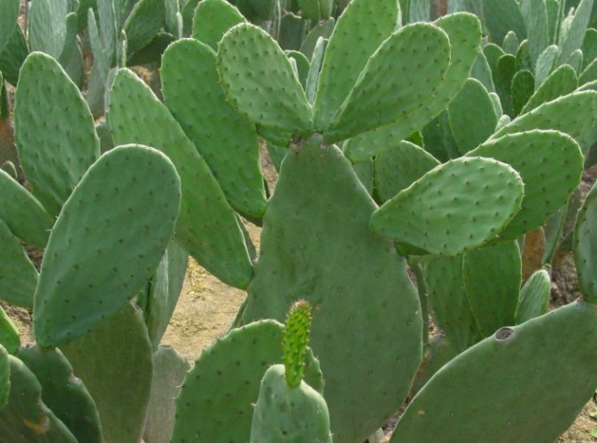 仙人掌種植方法