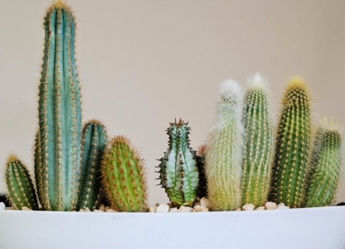 仙人掌剪斷方法