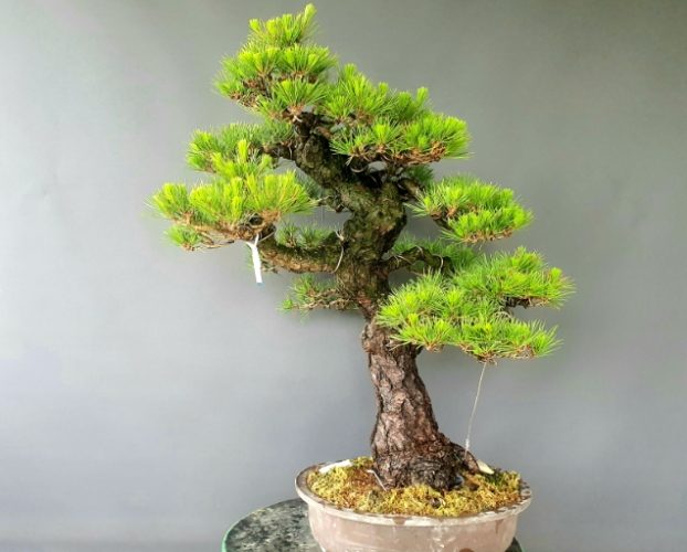 黑松盆景常見問題