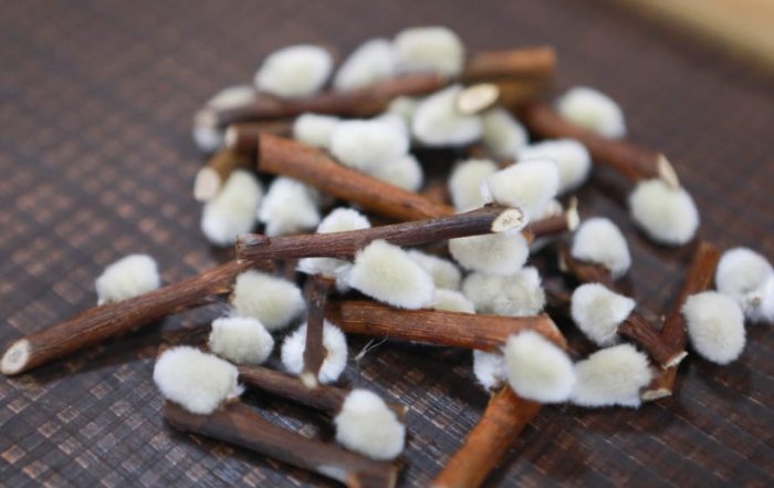 銀柳剝殼 銀柳剝殼