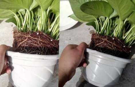 長壽梅換盆方法