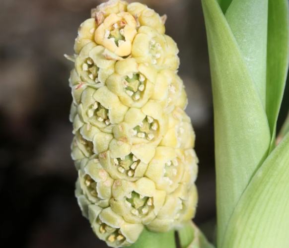 萬年青 風水 萬年青 風水