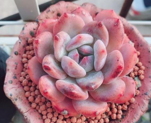 多肉葉子變黑處理