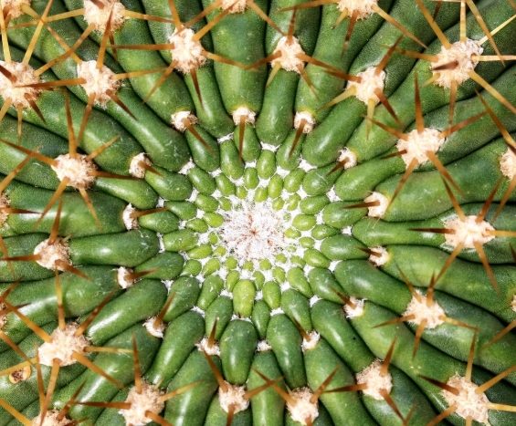 仙人掌乾掉處理