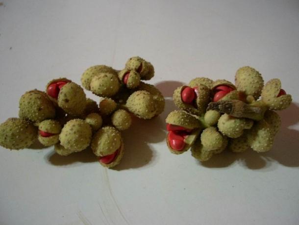 玉蘭花種植 玉蘭花種植