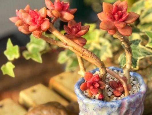 多肉耗葉原因 多肉耗葉原因