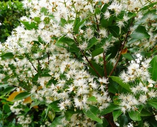 台灣開花樹種 台灣開花樹種