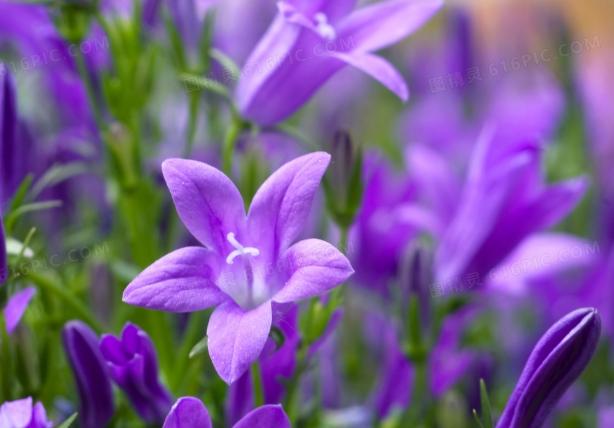 桔梗紫色 心理效應