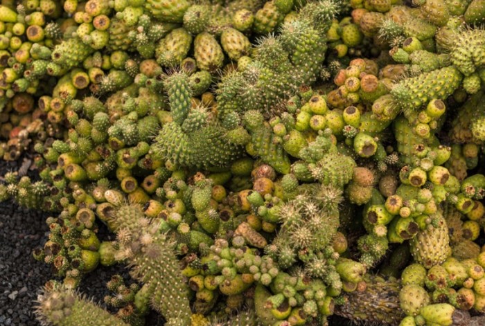 仙人掌根部養護