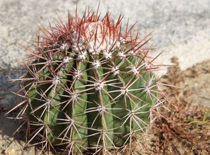 仙人掌土壤配方