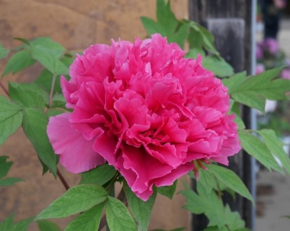 觀賞植物繁殖 觀賞植物繁殖