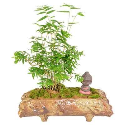 竹子盆栽推薦 竹子盆栽推薦