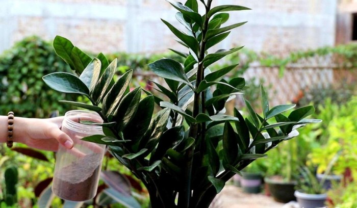 金钱树肥料 金钱树肥料