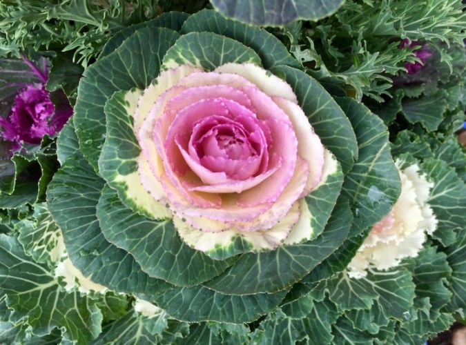 葉牡丹甘藍料理